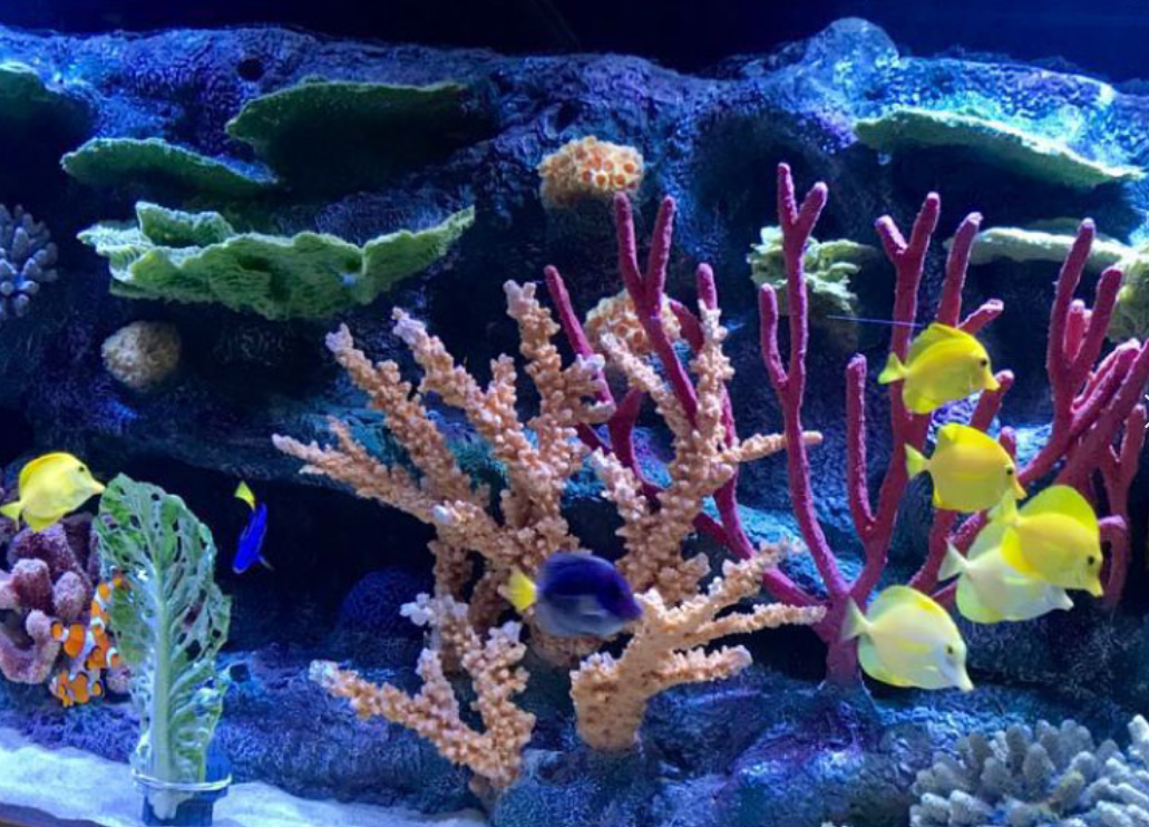 Entrada Acuario VivaMar - Imagen 3